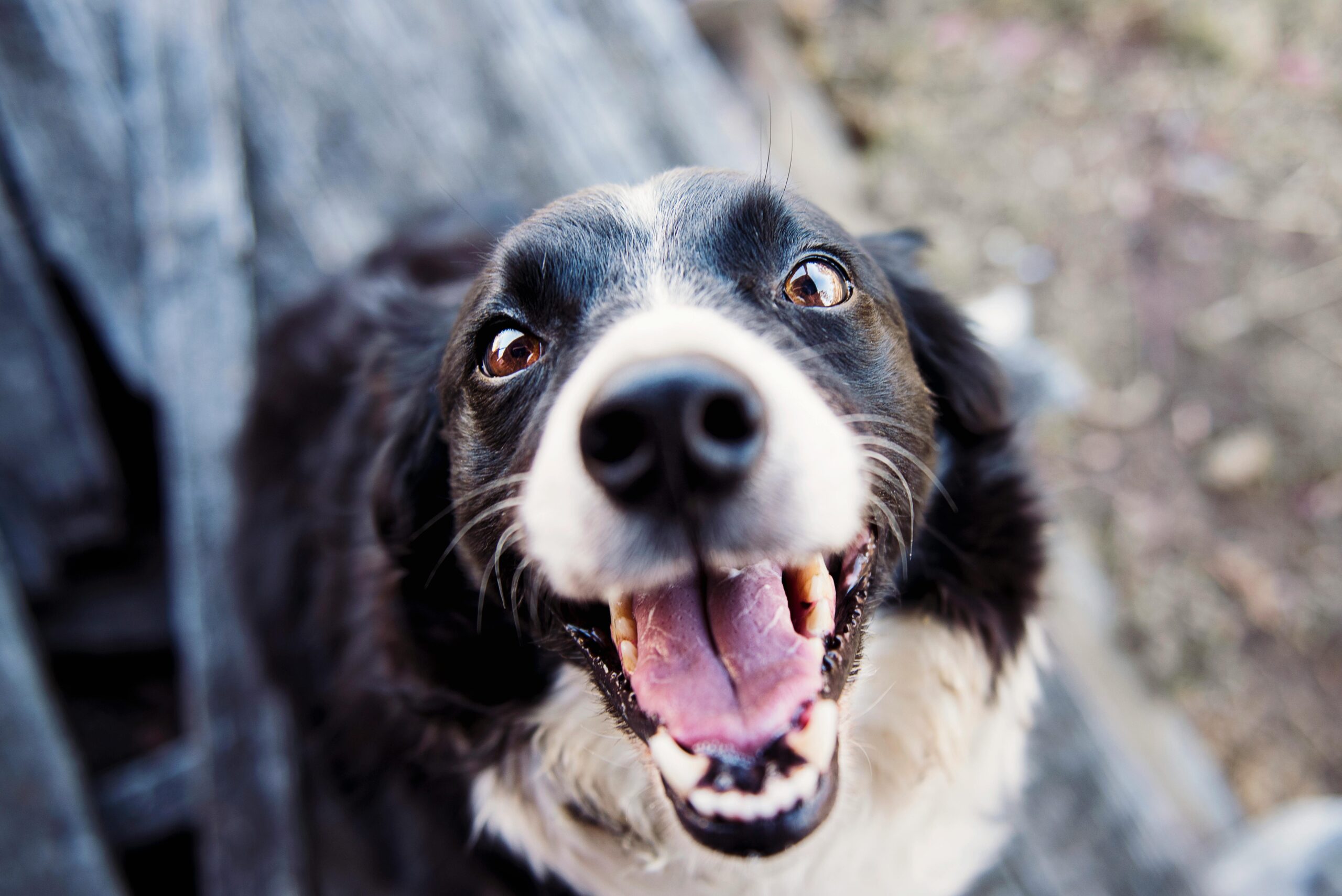 Unleash the Fun: Enrichment Ideas for a Healthy and Happy Pup