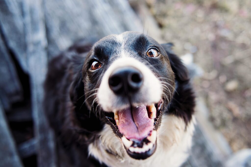 Dog images · Pexels · Free Stock Photos