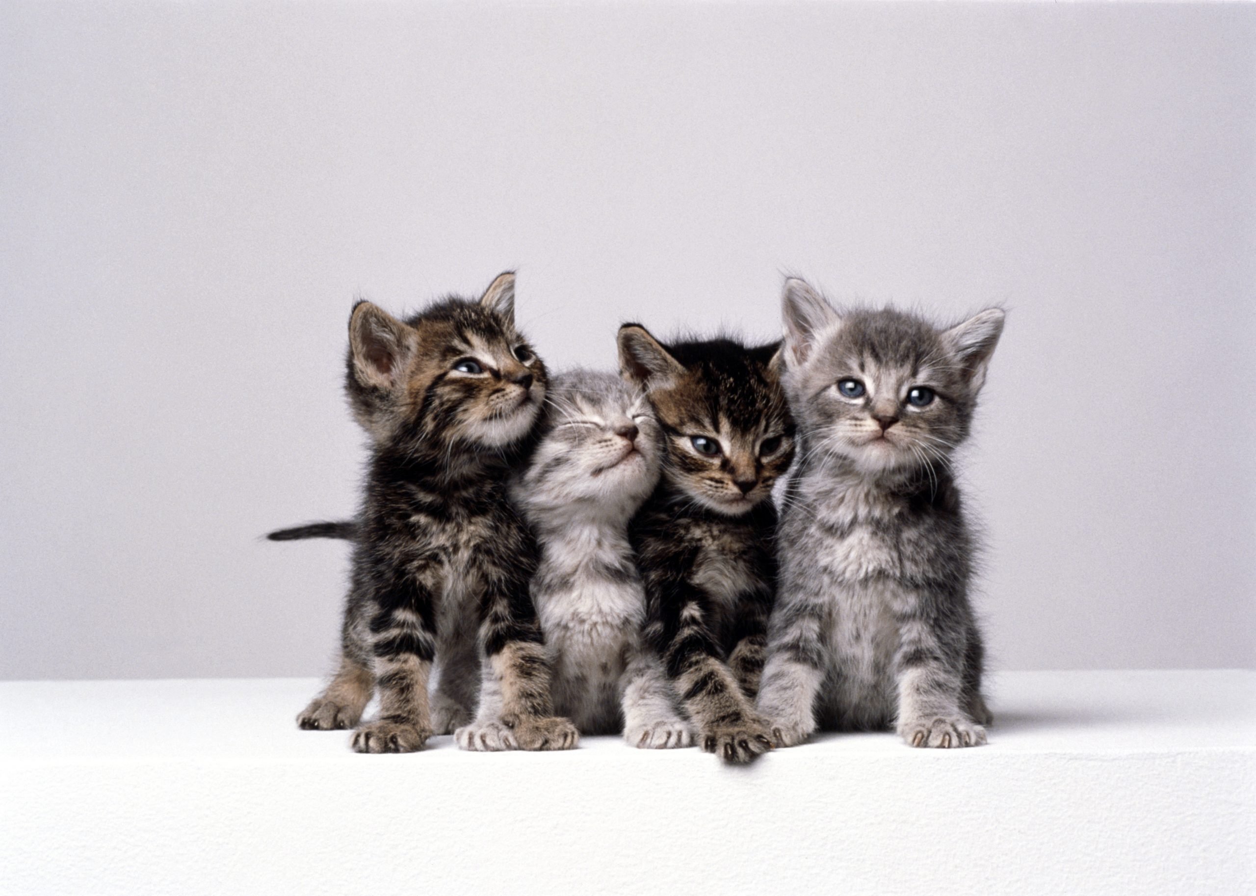 50 Cute Kittens You Need to See | The Cutest Kitten Photos Ever