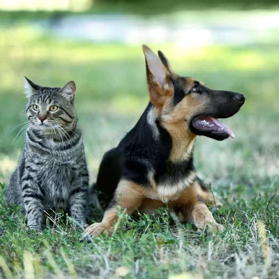 Cute dog and cat Stock Photo by ©belchonock 121135282