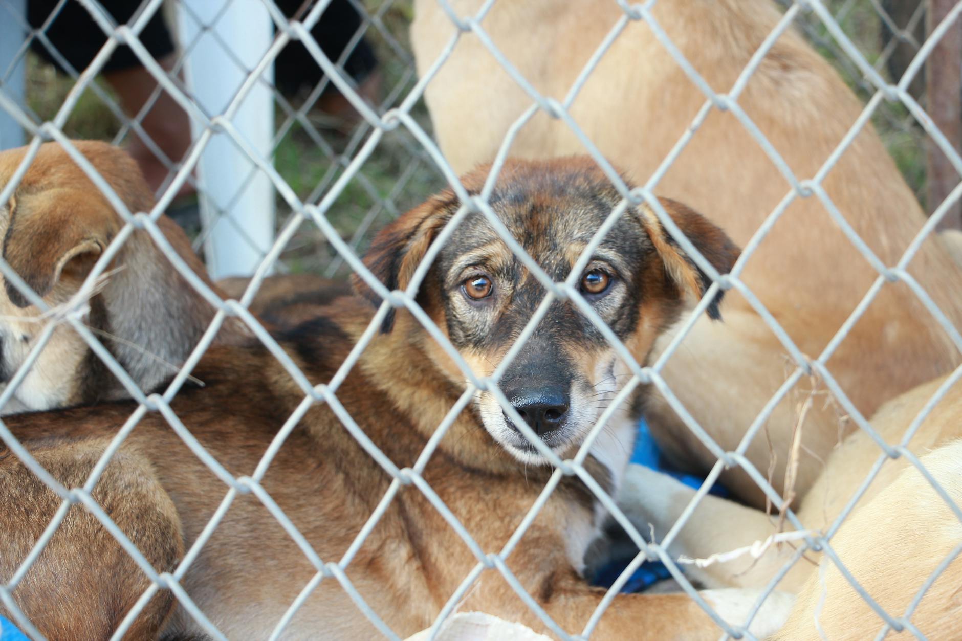 short coated tan dog inside fence