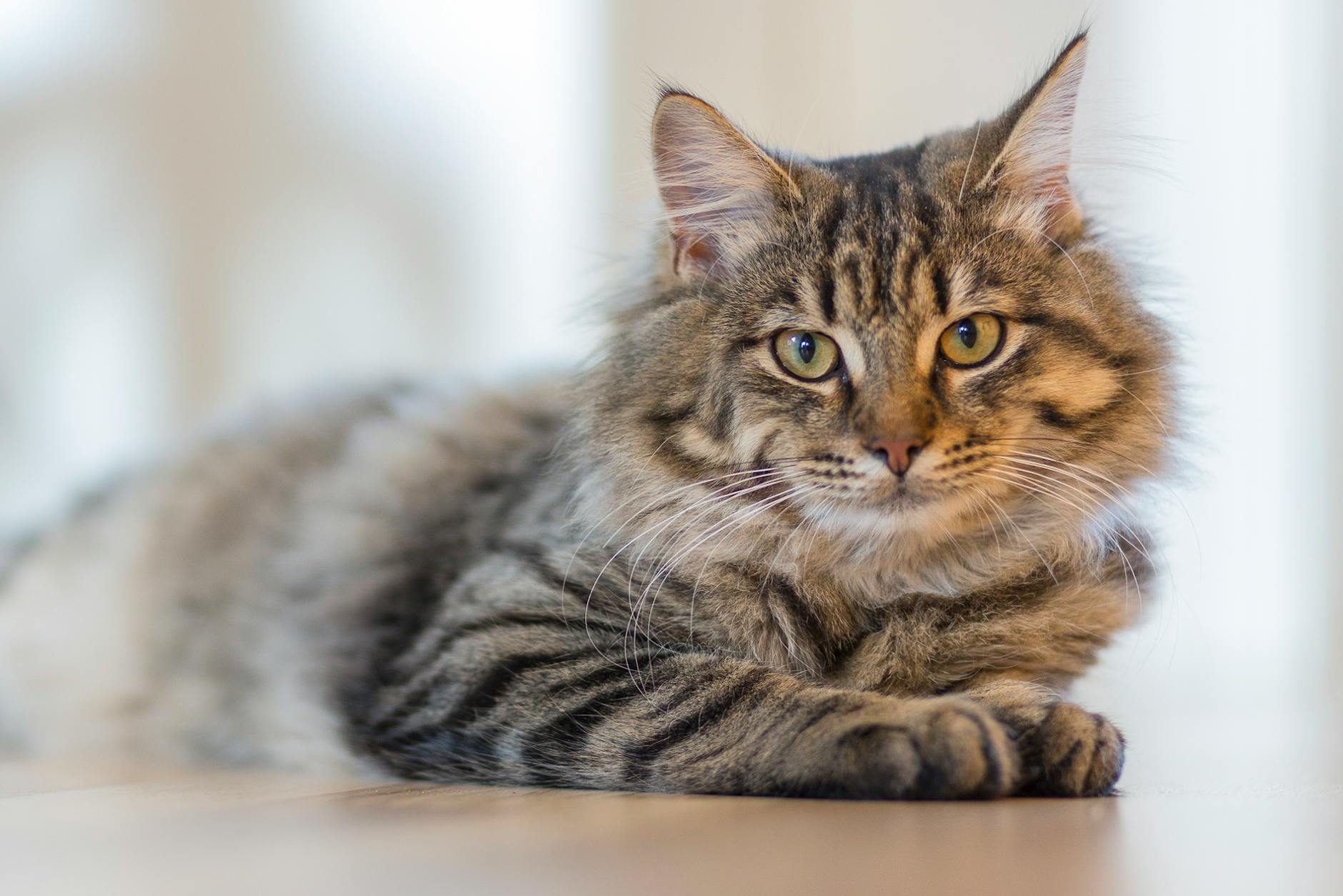 gray tabby cat lying on white surface