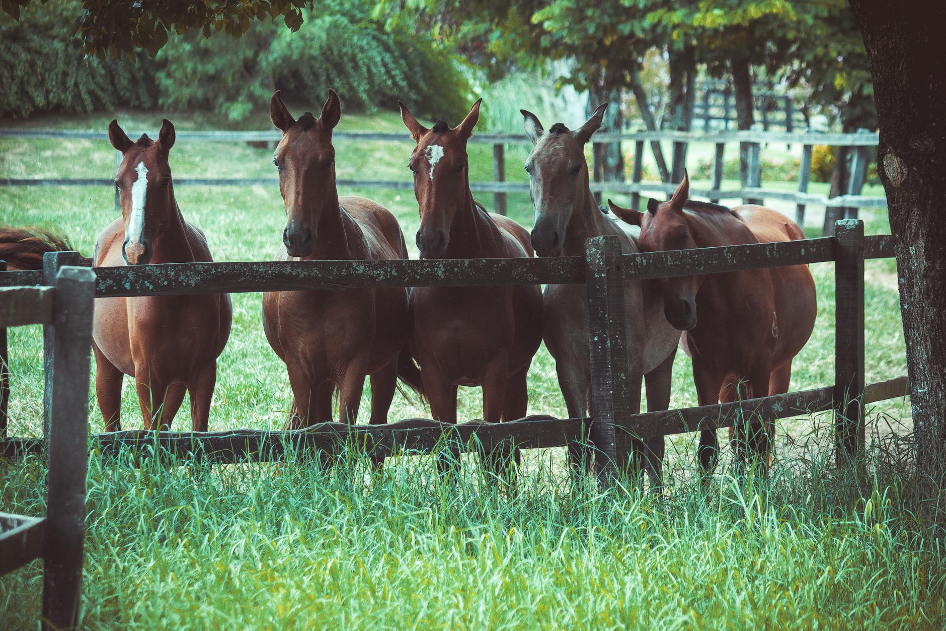 photo of a group of horses