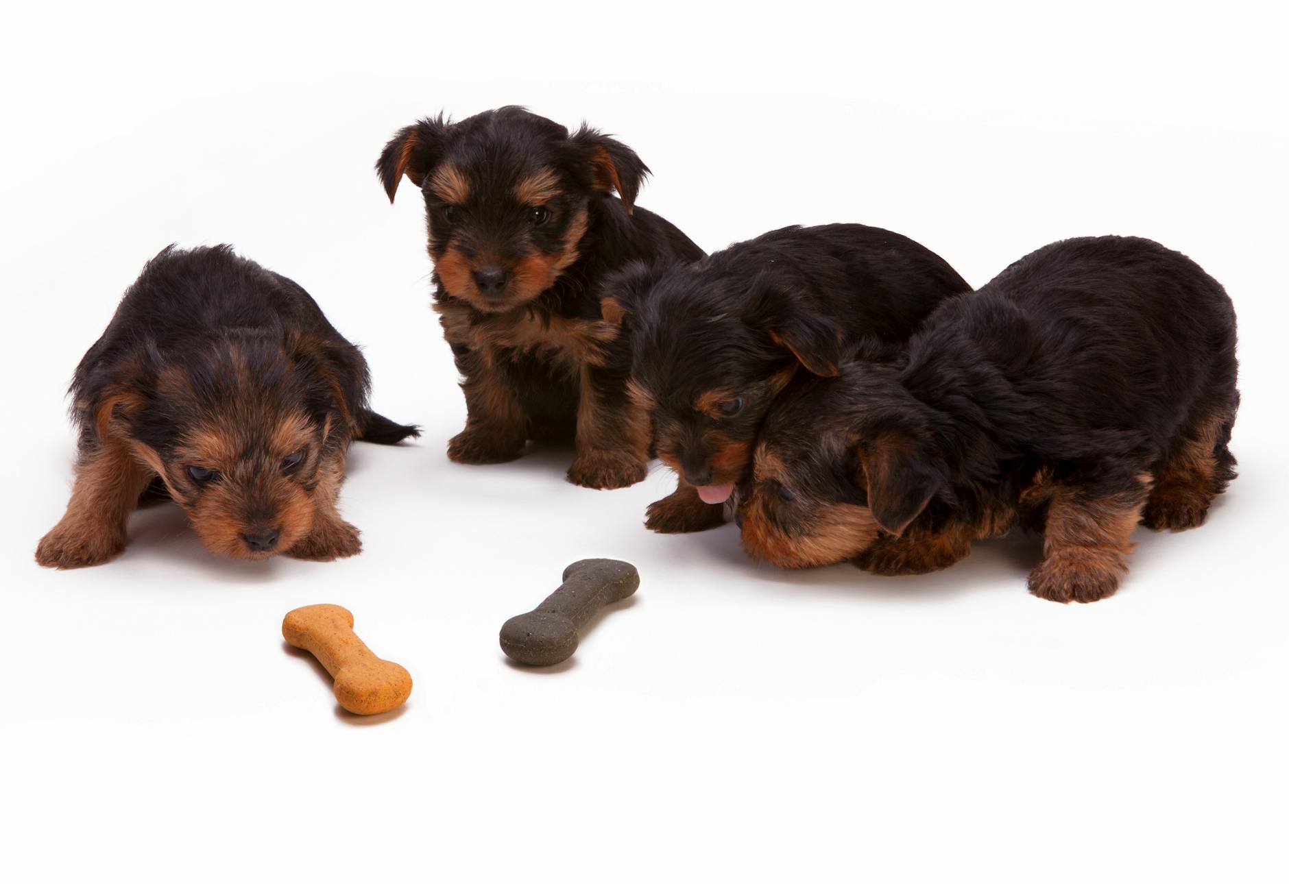 You Want a Puppy? Consider This Beforehand