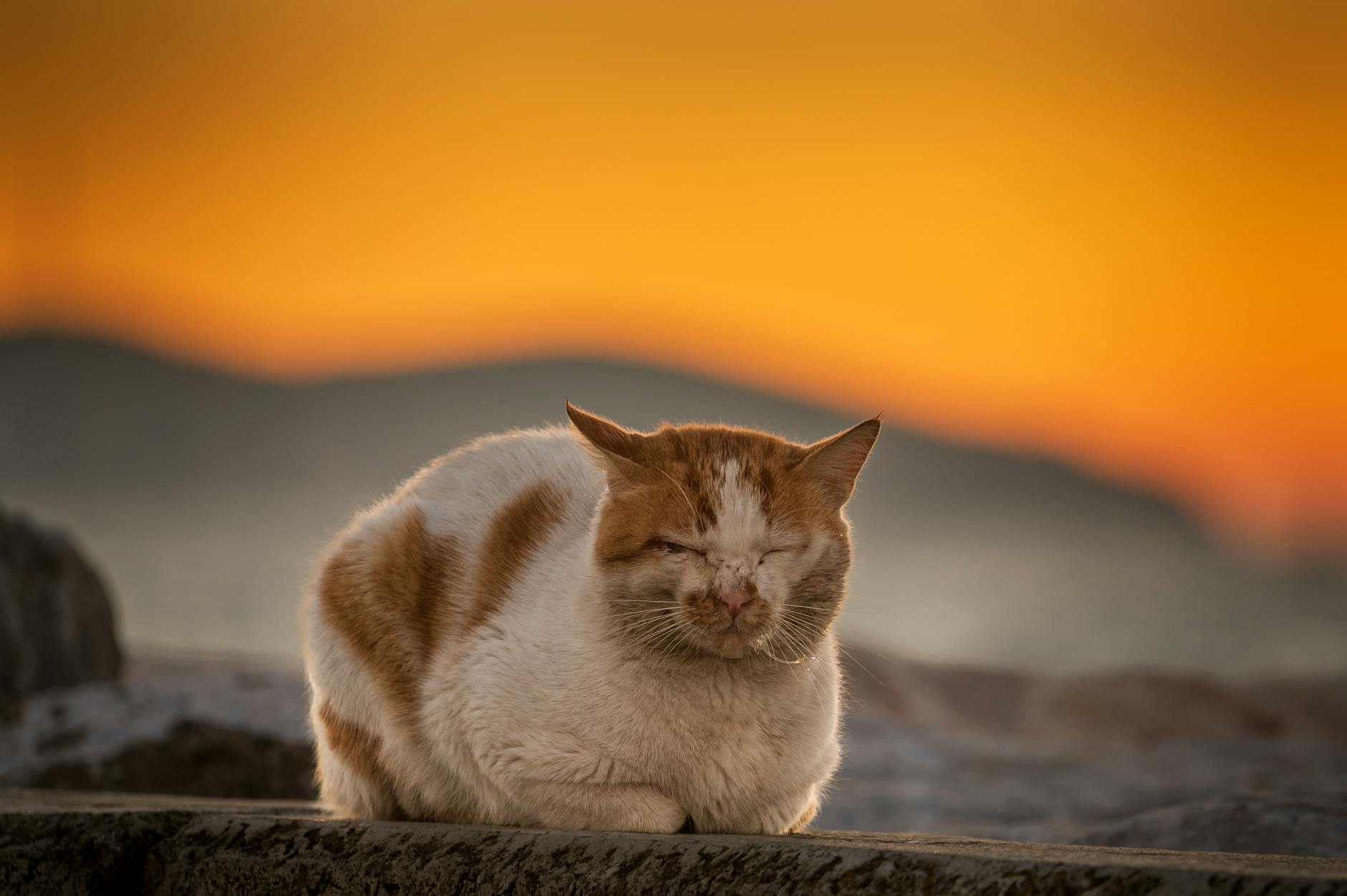 charming street cat at sunset in istanbul