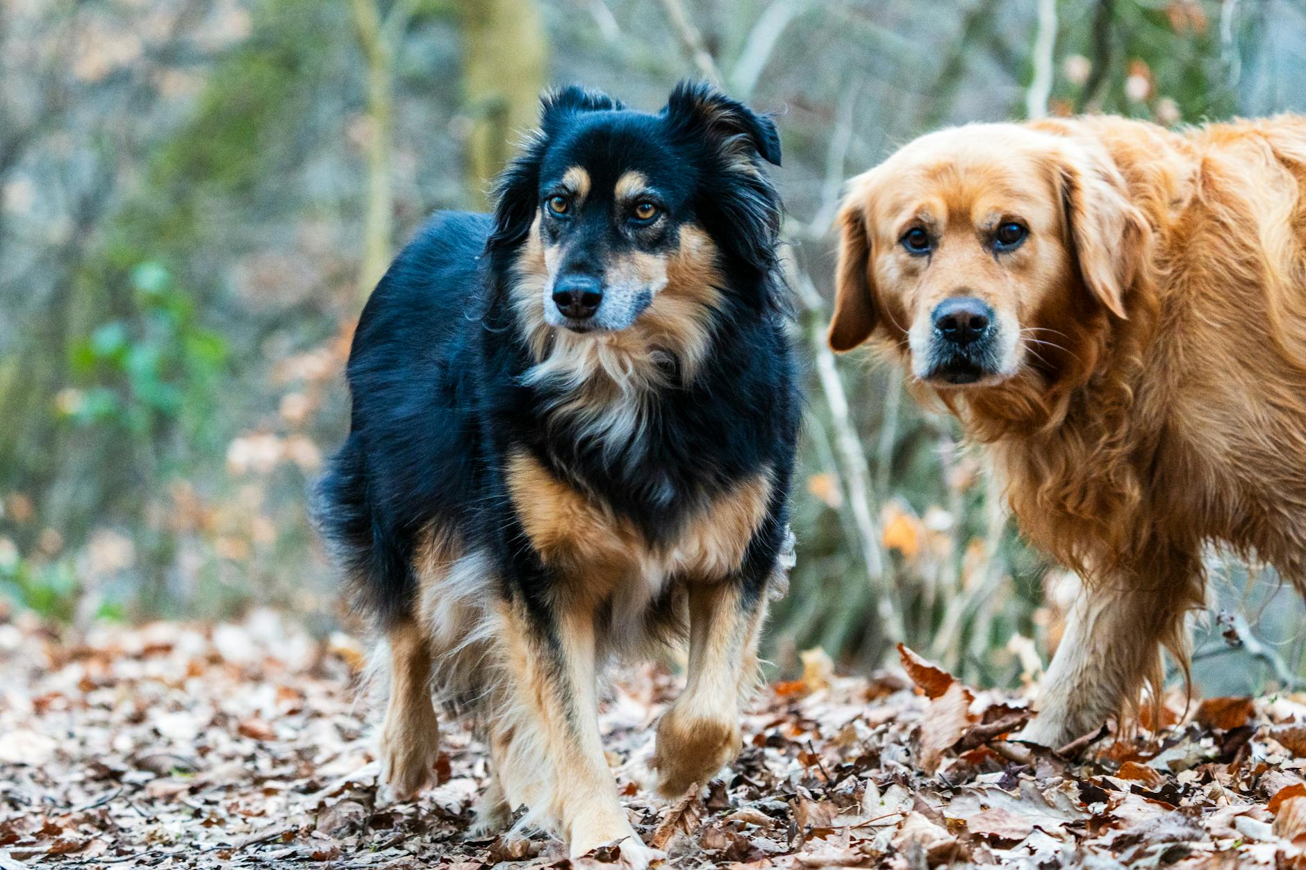 two dogs walking in autumn forest pathway